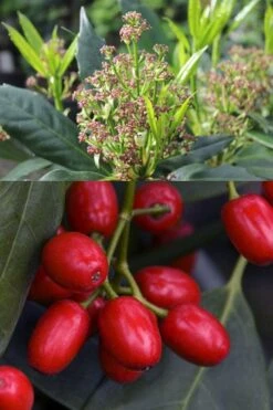 Sawtoothed Aucuba Serratifolia - 1 Gallon Pot -FRUIT TREES & PLANTS Sales aucuba japonica serratifolia sawtoothed japanese laurel 21 1