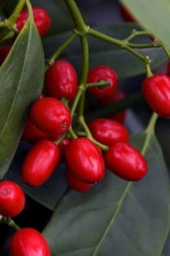 Sawtoothed Aucuba Serratifolia - 1 Gallon Pot -FRUIT TREES & PLANTS Sales aucuba japonica serratifolia sawtoothed japanese laurel 23 1