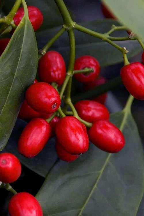 Sawtoothed Aucuba Serratifolia - 6 Pack Of 1 Gallon Pots 7 Sawtoothed Aucuba Serratifolia - 6 Pack Of 1 Gallon Pots - Image 5