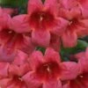 Shalimar Red Crossvine - Bignonia Capreolata - 3 Gallon Pot -FRUIT TREES & PLANTS Sales bignonia shalimar red 11