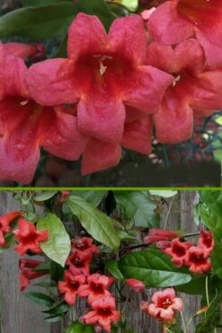 Shalimar Red Crossvine - Bignonia Capreolata - 6 Pack Of 1 Gallon Pots 13 Shalimar Red Crossvine - Bignonia Capreolata - 6 Pack Of 1 Gallon Pots -FRUIT TREES & PLANTS Sales bignonia shalimar red crossvine 500x750 2
