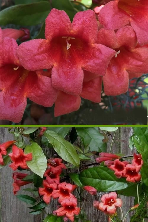 Shalimar Red Crossvine - Bignonia Capreolata - 6 Pack Of 1 Gallon Pots 8 Shalimar Red Crossvine - Bignonia Capreolata - 6 Pack Of 1 Gallon Pots - Image 6