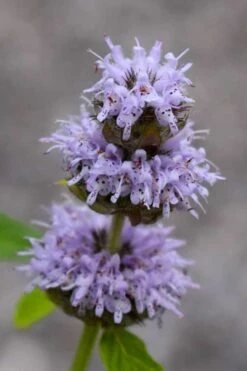 Downy Pagoda Plant (Blephilia Ciliata) - 1 Gallon Pot