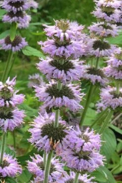 Downy Pagoda Plant (Blephilia Ciliata) - 1 Gallon Pot -FRUIT TREES & PLANTS Sales blephilia ciliata downy pagoda wood mint 4