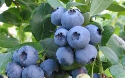 Alapaha Rabbiteye Blueberry - 1 Gallon Pot -FRUIT TREES & PLANTS Sales blueberry alapaha