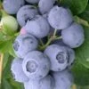 Northern Highbush Blueberry (Vaccinum Corymbosum) - 3 Gallon Pot -FRUIT TREES & PLANTS Sales blueberry northern highbush 3 800x500 3