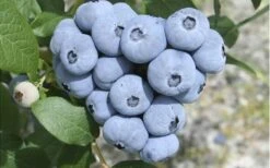 Northern Highbush Blueberry (Vaccinum Corymbosum) - 3 Gallon Pot -FRUIT TREES & PLANTS Sales blueberry northern20highbush 3 800x500 3