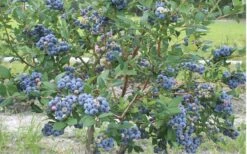 Northern Highbush Blueberry (Vaccinum Corymbosum) - 6 Pack Of 1 Gallon Pots -FRUIT TREES & PLANTS Sales blueberry northern20highbush 800x500 1