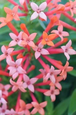 Estrellita Little Star Firecracker Bush (Bouvardia) - 3 Pack Of Quart Pots 11 Estrellita Little Star Firecracker Bush (Bouvardia) - 3 Pack Of Quart Pots -FRUIT TREES & PLANTS Sales bouvardia estrellita little star firecracker bush 1