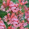 Estrellita Little Star Firecracker Bush (Bouvardia) - 3 Pack Of Quart Pots -FRUIT TREES & PLANTS Sales bouvardia estrellita little star firecracker bush 3