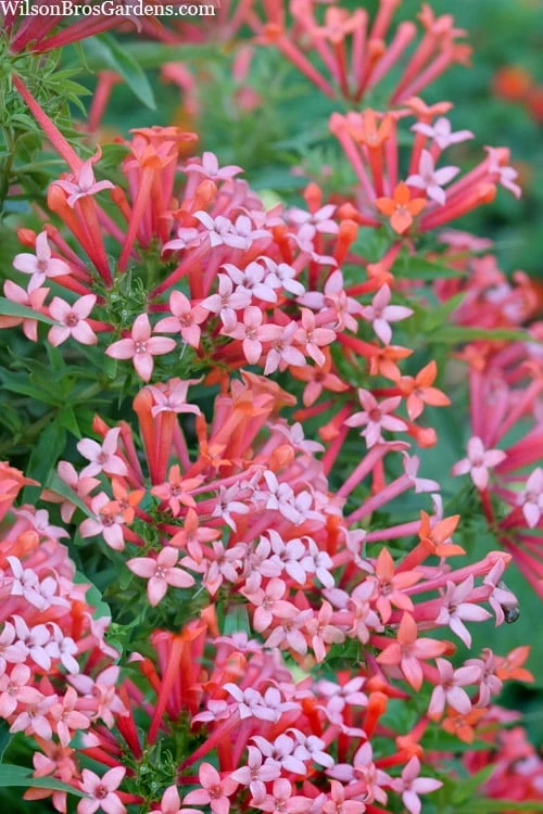 Estrellita Little Star Firecracker Bush (Bouvardia) - 3 Pack Of Quart Pots 3 Estrellita Little Star Firecracker Bush (Bouvardia) - 3 Pack Of Quart Pots