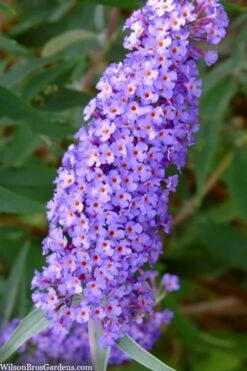 Nanho Blue Butterfly Bush - Buddleia - 3 Gallon Pot -FRUIT TREES & PLANTS Sales buddleia davidii nanho blue butterfly bush 2