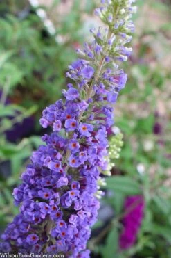 Nanho Blue Butterfly Bush - Buddleia - 3 Gallon Pot -FRUIT TREES & PLANTS Sales buddleia davidii nanho blue butterfly bush 3