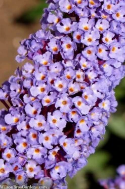 Nanho Blue Butterfly Bush - Buddleia - 3 Gallon Pot -FRUIT TREES & PLANTS Sales buddleia davidii nanho blue butterfly bush 4