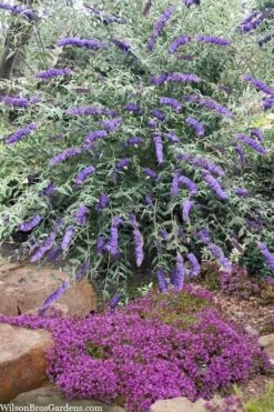 Nanho Blue Butterfly Bush - Buddleia - 3 Gallon Pot -FRUIT TREES & PLANTS Sales buddleia davidii nanho blue butterfly bush 6