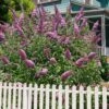 Pink Delight Butterfly Bush - 3 Gallon Pot -FRUIT TREES & PLANTS Sales buddleia davidii pink delight butterfly bush 101