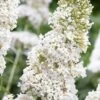 White Profusion Butterfly Bush - 3 Gallon Pot