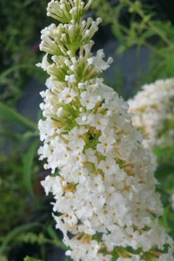 White Profusion Butterfly Bush - 3 Gallon Pot 10 White Profusion Butterfly Bush - 3 Gallon Pot -FRUIT TREES & PLANTS Sales buddleia davidii white profusion butterfly bush 2