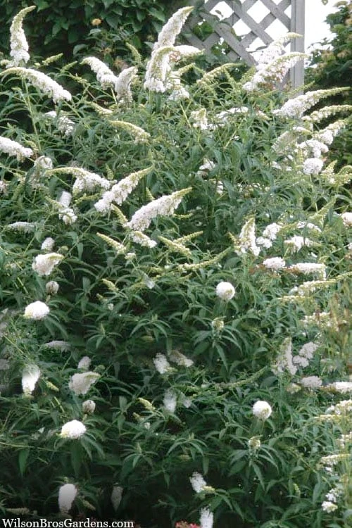 White Profusion Butterfly Bush - 3 Gallon Pot 7 White Profusion Butterfly Bush - 3 Gallon Pot - Image 5