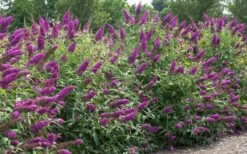 RoyalRazz Butterfly Bush (Buddleia) - 3 Gallon Pot -FRUIT TREES & PLANTS Sales buddleia royalrazz butterfly bush 2