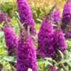 RoyalRazz Butterfly Bush (Buddleia) - 3 Gallon Pot -FRUIT TREES & PLANTS Sales buddleia royalrazz butterfly bush 3