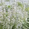 Calamint Plant (Calamintha Nepeta) - 1 Gallon Pot -FRUIT TREES & PLANTS Sales calamint 12