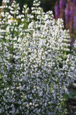 Calamint Plant (Calamintha Nepeta) - 1 Gallon Pot -FRUIT TREES & PLANTS Sales calamint 15