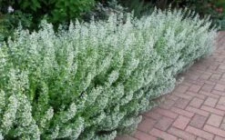 White Cloud Calamint - 1 Gallon Pot -FRUIT TREES & PLANTS Sales calamint white cloud 1