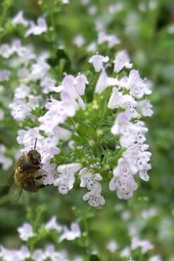 White Cloud Calamint - 1 Gallon Pot -FRUIT TREES & PLANTS Sales calamint white cloud 4