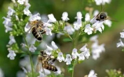 White Cloud Calamint - 1 Gallon Pot -FRUIT TREES & PLANTS Sales calamint white cloud 5