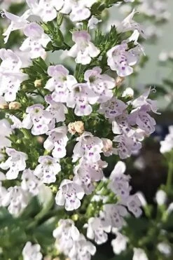 White Cloud Calamint - 1 Gallon Pot -FRUIT TREES & PLANTS Sales calamint white cloud 6
