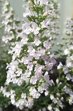 White Cloud Calamint - 1 Gallon Pot -FRUIT TREES & PLANTS Sales calamint white cloud 7