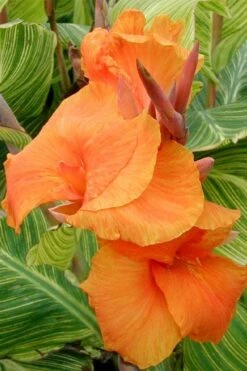 Bengal Tiger Canna Lily - 1 Gallon Pot 17 Bengal Tiger Canna Lily - 1 Gallon Pot -FRUIT TREES & PLANTS Sales canna pretoria bengal tiger 1