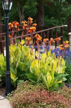 Bengal Tiger Canna Lily - 1 Gallon Pot 21 Bengal Tiger Canna Lily - 1 Gallon Pot -FRUIT TREES & PLANTS Sales canna pretoria bengal tiger 12