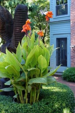 Bengal Tiger Canna Lily - 1 Gallon Pot 16 Bengal Tiger Canna Lily - 1 Gallon Pot -FRUIT TREES & PLANTS Sales canna pretoria bengal tiger 2