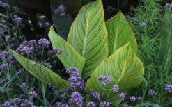 Bengal Tiger Canna Lily - 1 Gallon Pot 20 Bengal Tiger Canna Lily - 1 Gallon Pot -FRUIT TREES & PLANTS Sales canna pretoria bengal tiger 3