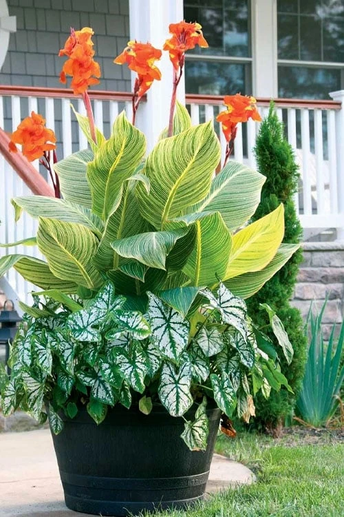 Bengal Tiger Canna Lily - 1 Gallon Pot 9 Bengal Tiger Canna Lily - 1 Gallon Pot - Image 7