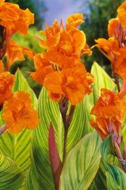 Bengal Tiger Canna Lily - 1 Gallon Pot 15 Bengal Tiger Canna Lily - 1 Gallon Pot -FRUIT TREES & PLANTS Sales canna pretoria bengal tiger 8