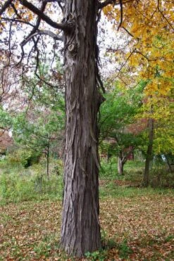 Shagbark Hickory Tree (Carya Ovata) - 3 Gallon Pot -FRUIT TREES & PLANTS Sales carya ovata shagbark hickory tree 1