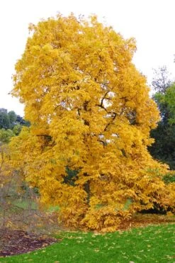 Shagbark Hickory Tree (Carya Ovata) - 3 Gallon Pot -FRUIT TREES & PLANTS Sales carya ovata shagbark hickory tree 3