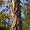 Shagbark Hickory Tree (Carya Ovata) - 3 Gallon Pot -FRUIT TREES & PLANTS Sales carya ovata shagbark hickory tree bark 1