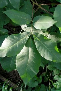 Shagbark Hickory Tree (Carya Ovata) - 3 Gallon Pot -FRUIT TREES & PLANTS Sales carya ovata shagbark hickory tree leaves 3