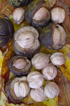 Shagbark Hickory Tree (Carya Ovata) - 3 Gallon Pot -FRUIT TREES & PLANTS Sales carya ovata shagbark hickory tree nuts 5