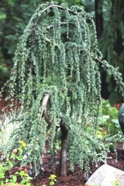 Serpentine Weeping Blue Atlas Cedar - 5 Gallon Pot -FRUIT TREES & PLANTS Sales ceadr blue atlas serpentine 1