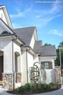 Serpentine Weeping Blue Atlas Cedar - 5 Gallon Pot -FRUIT TREES & PLANTS Sales cedar blue atlas serpentine 11