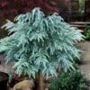 Divinely Blue Deodar Cedar Tree (Single Trunk Topiary) - 3 Gallon Pot -FRUIT TREES & PLANTS Sales cedrus deodora divinely blue topiary tree 100