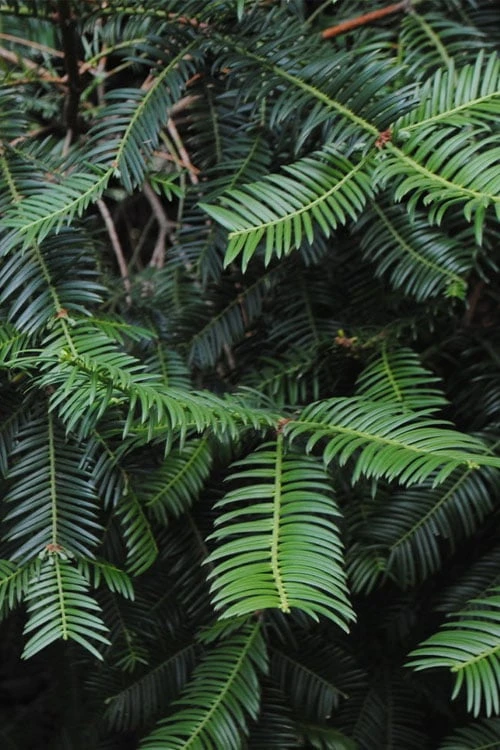 Japanese Plum Yew Tree (Cephalotaxus Harringtonia) - 3 Gallon Pot 7 Japanese Plum Yew Tree (Cephalotaxus Harringtonia) - 3 Gallon Pot - Image 5