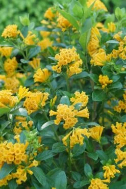 Juiced Orange Jessamine (Cestrum Corymbosum) - 3 Pack Of Quart Pots 10 Juiced Orange Jessamine (Cestrum Corymbosum) - 3 Pack Of Quart Pots -FRUIT TREES & PLANTS Sales cestrum juiced orange jessamine 1 1