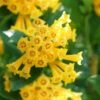Juiced Orange Jessamine (Cestrum Corymbosum) - 3 Pack Of Quart Pots 1 Juiced Orange Jessamine (Cestrum Corymbosum) - 3 Pack Of Quart Pots -FRUIT TREES & PLANTS Sales cestrum juiced orange jessamine 2 1