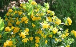 Juiced Orange Jessamine (Cestrum Corymbosum) - 3 Pack Of Quart Pots 11 Juiced Orange Jessamine (Cestrum Corymbosum) - 3 Pack Of Quart Pots -FRUIT TREES & PLANTS Sales cestrum juiced orange jessamine 3 1